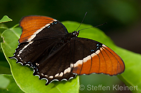 205 Schokoladenfalter - Siproeta epaphus